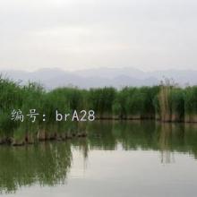 Ա