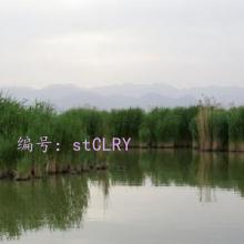Ⱦ