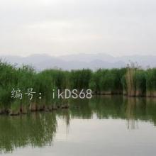 Ա