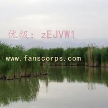 Ա