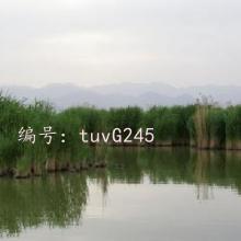 ά