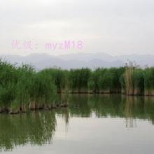 λ