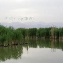 ָ
