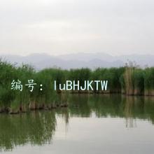 Ⱦ