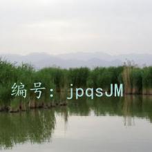 ζ