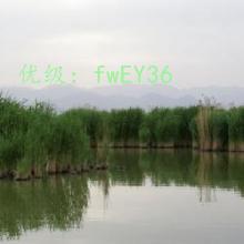 ֻ