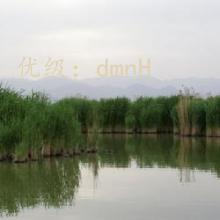 ֻ