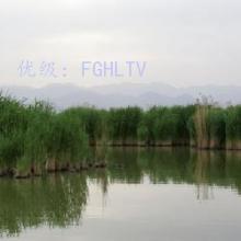ֻ