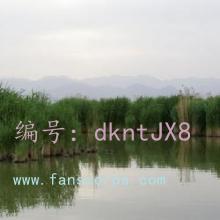 ֻ