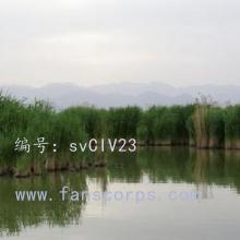 ζ
