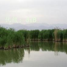 ζ