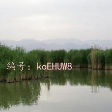 ֻ
